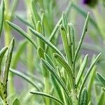 Lavandula stoechas Feuille