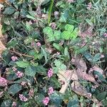 Polygonum persicariaപുഷ്പം