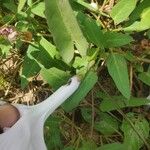 Ipomoea aquatica Flor