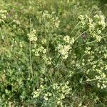 Galium glaucum Fleur