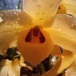 Dendrobium moschatumÕis