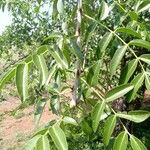 Zanthoxylum chalybeum पत्ता