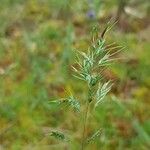 Poa bulbosa Fula