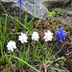 Muscari aucheri Цвят