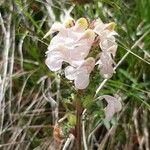 Pedicularis rostratocapitata Flower