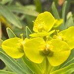 Euphorbia dendroides Flower