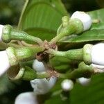 Adelobotrys adscendens Fruto