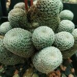 Rebutia heliosa Leaf