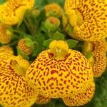 Calceolaria integrifolia Fleur
