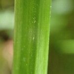 Allium ursinum Rhisgl
