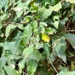 Adenocalymma marginatum Leaf