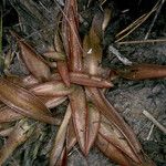 Pinguicula planifolia Bark