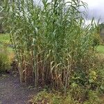 Arundo donax 葉