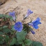 Phacelia campanularia Floro