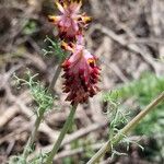 Platycapnos spicata 花
