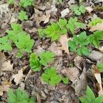 Aegopodium podagraria Leaf