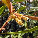 Pittosporum deplanchei Bloem