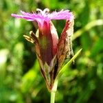 Dianthus seguieri Çiçek