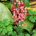 Maianthemum racemosum Fruit