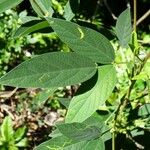Cajanus cajan Leaf