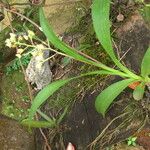 Polystachya odorata Habit