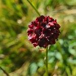 Sanguisorba officinalisKwiat