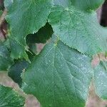 Tilia cordata Leaf