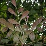 Cupania rufescens Other