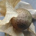 Nicandra physalodes Frucht