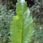 Eupatorium serotinum Leaf