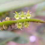 Bulbophyllum scaberulum പുഷ്പം
