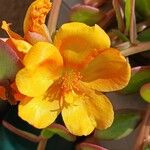 Portulaca umbraticolaBlomst