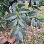 Agathis robusta 葉