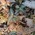 Chimaphila maculata Hoja