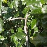 Elaeagnus × submacrophylla Corteza