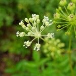 Aralia hispida 花