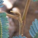 Archidendropsis macradenia Fruit