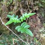 Campsidium valdivianum Hábito