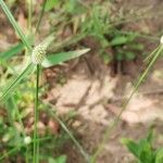 Cyperus brevifolius Лист