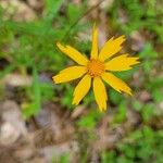 Coreopsis auriculata Kvet