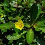 Ludwigia adscendens Blüte