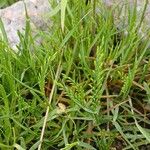 Catapodium rigidum Flor
