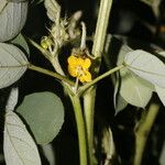 Senna uniflora Blüte