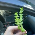 Cruciata pedemontana Yaprak