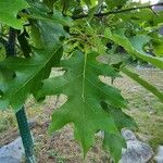 Quercus rubra Fuelha
