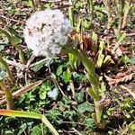 Petasites frigidus 花