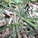 Lepidium squamatum Fruit