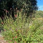 Salvia microphylla Flors