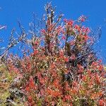 Tristerix verticillatus Hábito