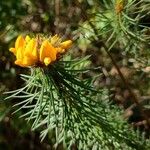 Pultenaea stipularis Συνήθη χαρακτηριστικά